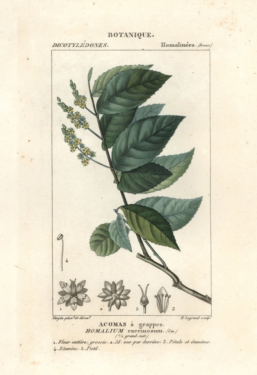 Vasfa, Homalium clusterumus alkotó: Stanghi Stanghi