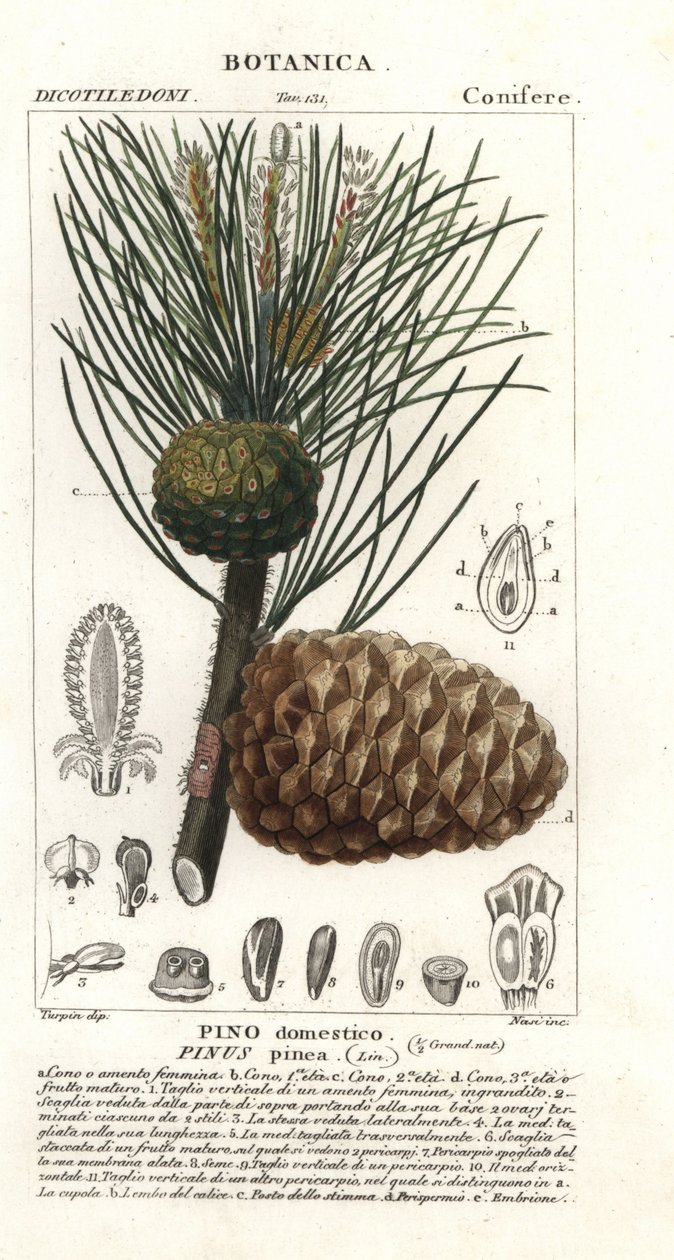 Olasz kőfenyő, Pinus pinea, kőfenyő alkotó: Stanghi Stanghi