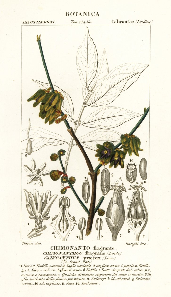 Japán szegfűbors, Chimonanthus praecox alkotó: Stanghi Stanghi