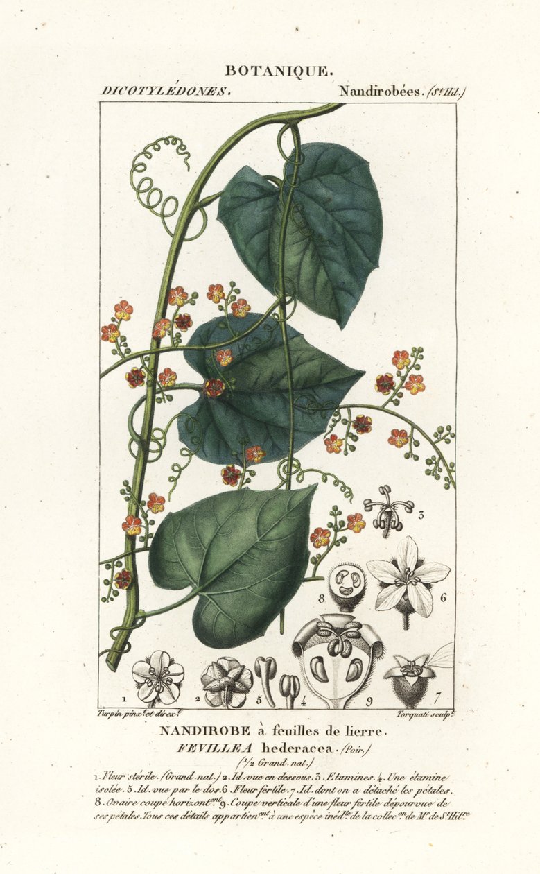 Javillo vagy ellenszere gubacs, Fevillea cordifolia alkotó: Stanghi Stanghi