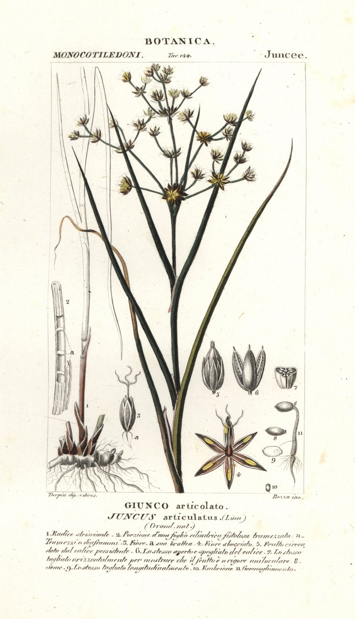 Közös rohanás, Juncus articulatus alkotó: Stanghi Stanghi