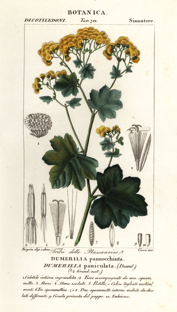 Jungia paniculata alkotó: Stanghi Stanghi