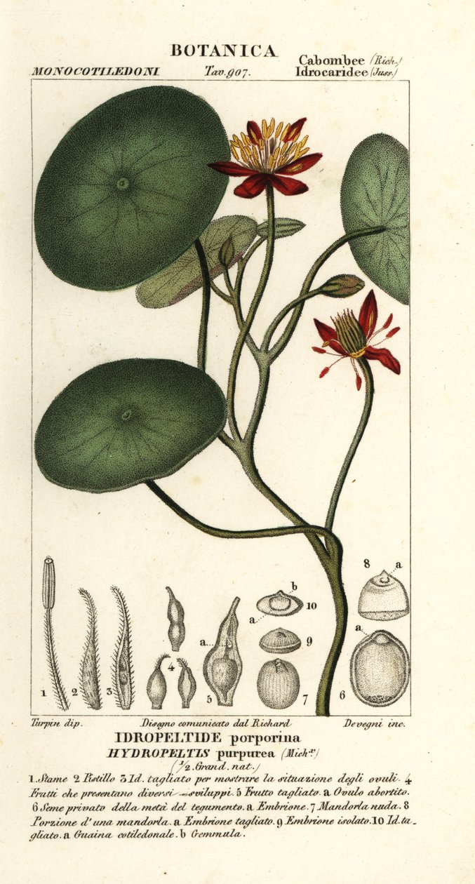 Junsai, Brasenia schreberi alkotó: Stanghi Stanghi
