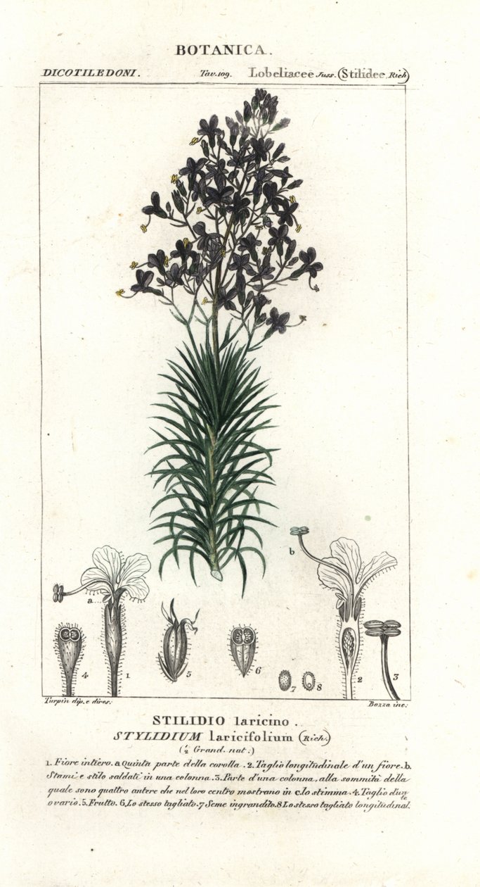 Vörösfenyőlevél vagy fa kiváltó növény, Stylidium laricifolium alkotó: Stanghi Stanghi