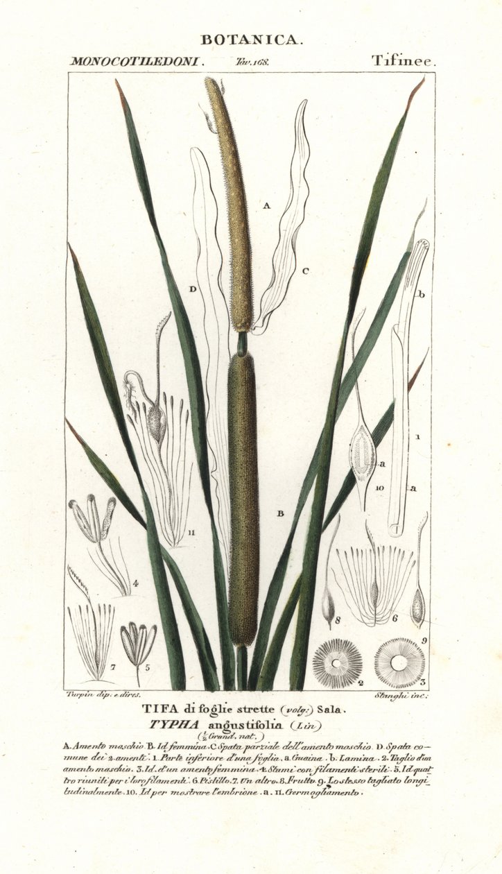 Kisgyékény, Typha angustifolia alkotó: Stanghi Stanghi