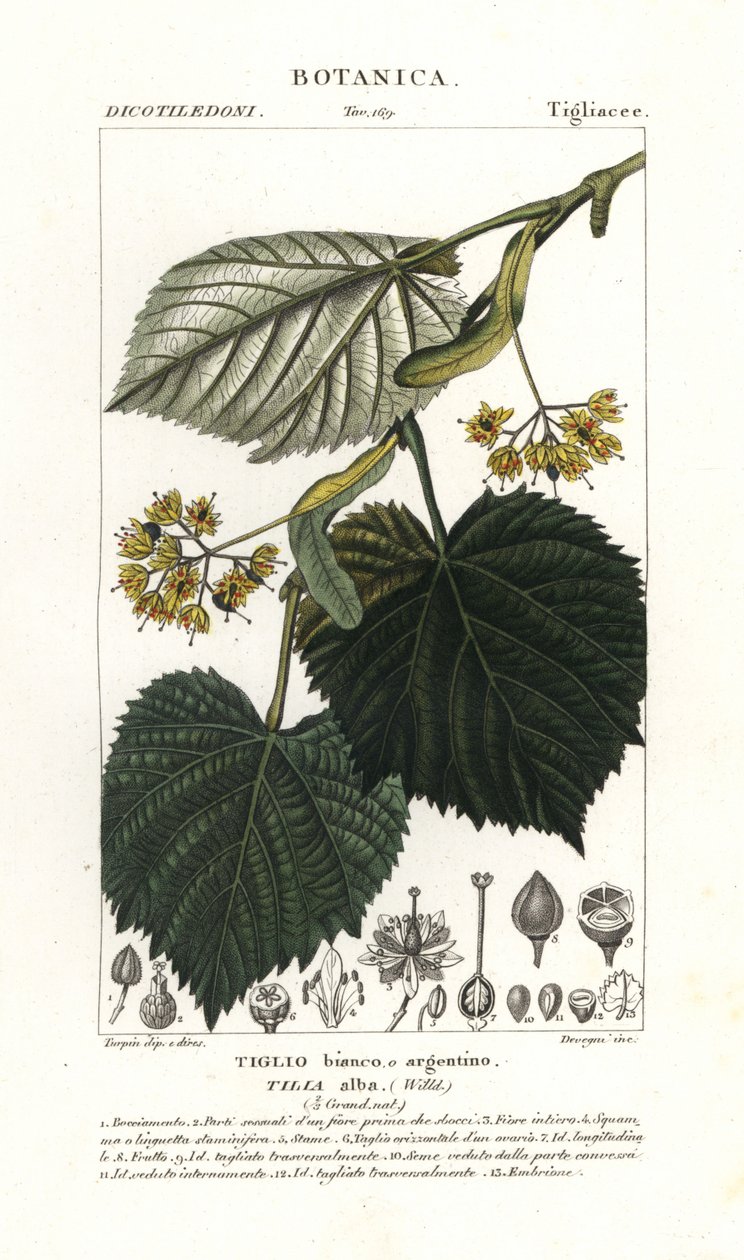 Hársfa vagy hársfa, Tilia alba alkotó: Stanghi Stanghi