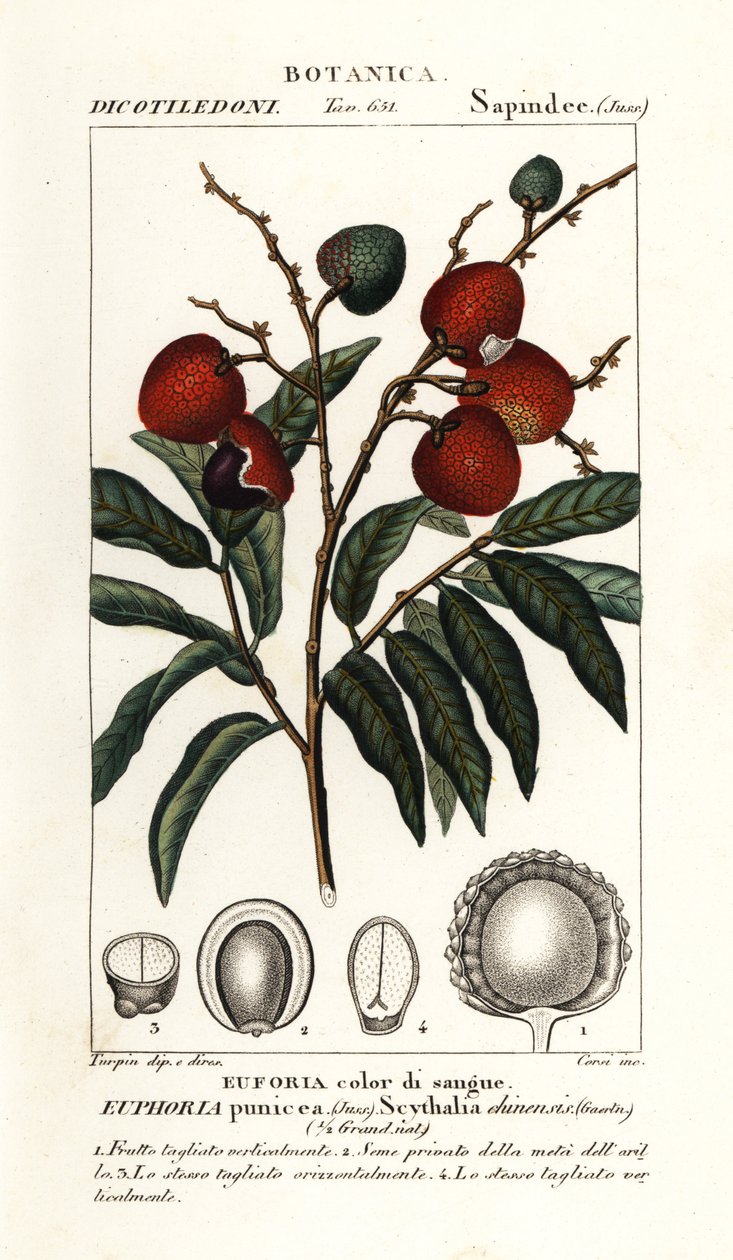 Licsi gyümölcs, Litchi chinensis alkotó: Stanghi Stanghi