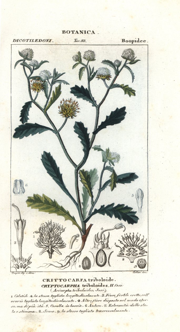 Madam gorgon, Acicarpha tribuloides alkotó: Stanghi Stanghi