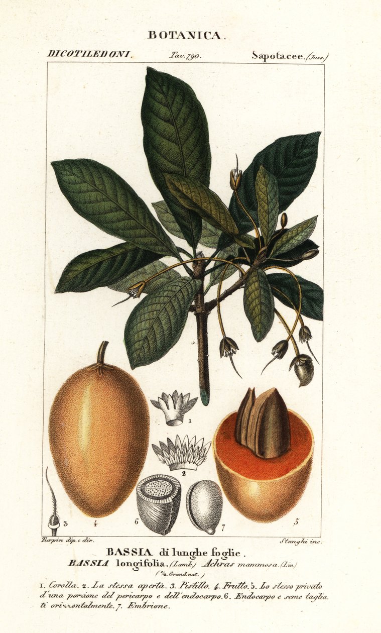 Mahuwa fa, Madhuca longifolia alkotó: Stanghi Stanghi
