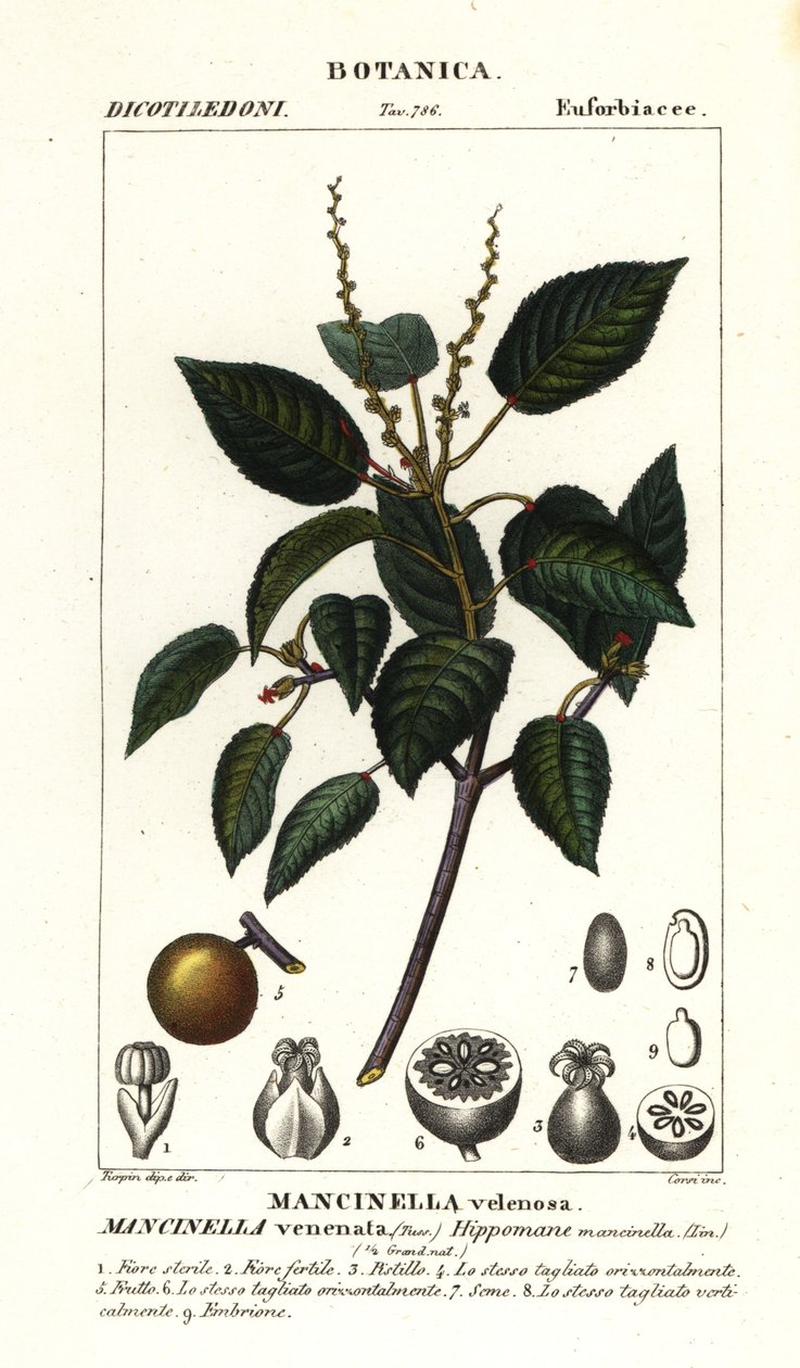 Manchineel vagy strand almafa, Hippomane mancinella alkotó: Stanghi Stanghi