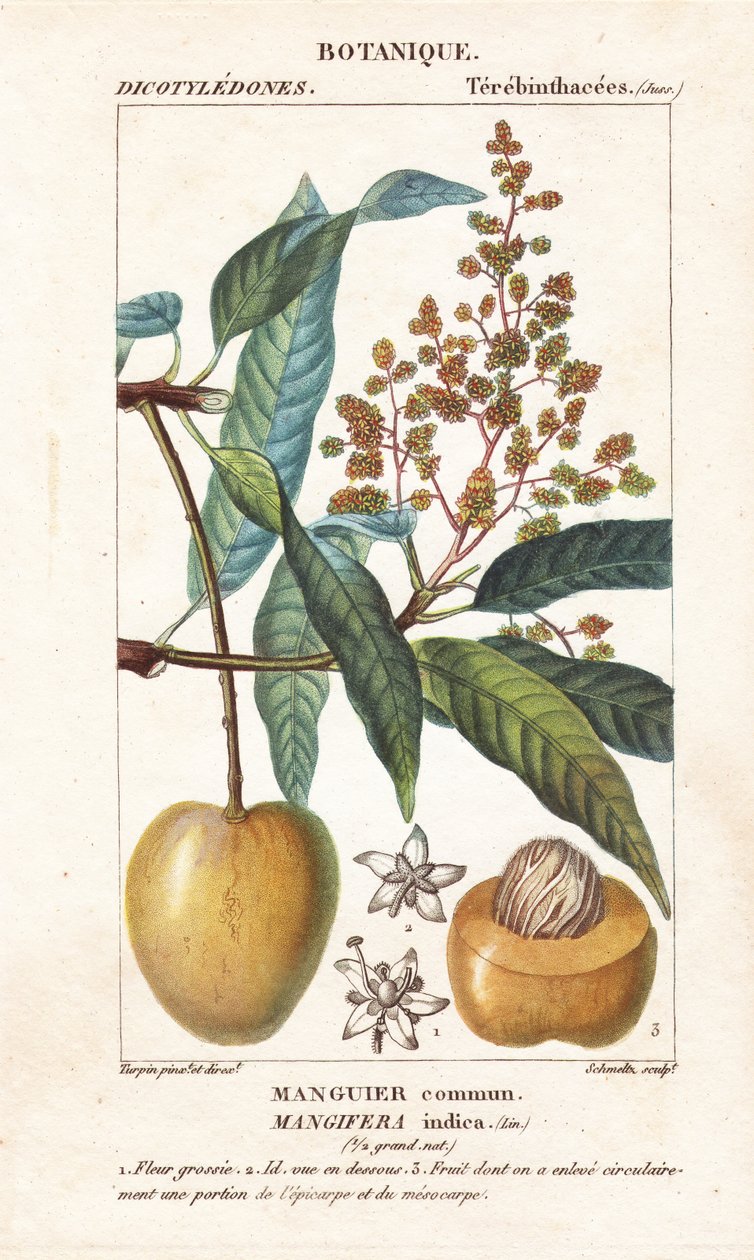Mangó gyümölcs és rész, Mangifera indica alkotó: Stanghi Stanghi