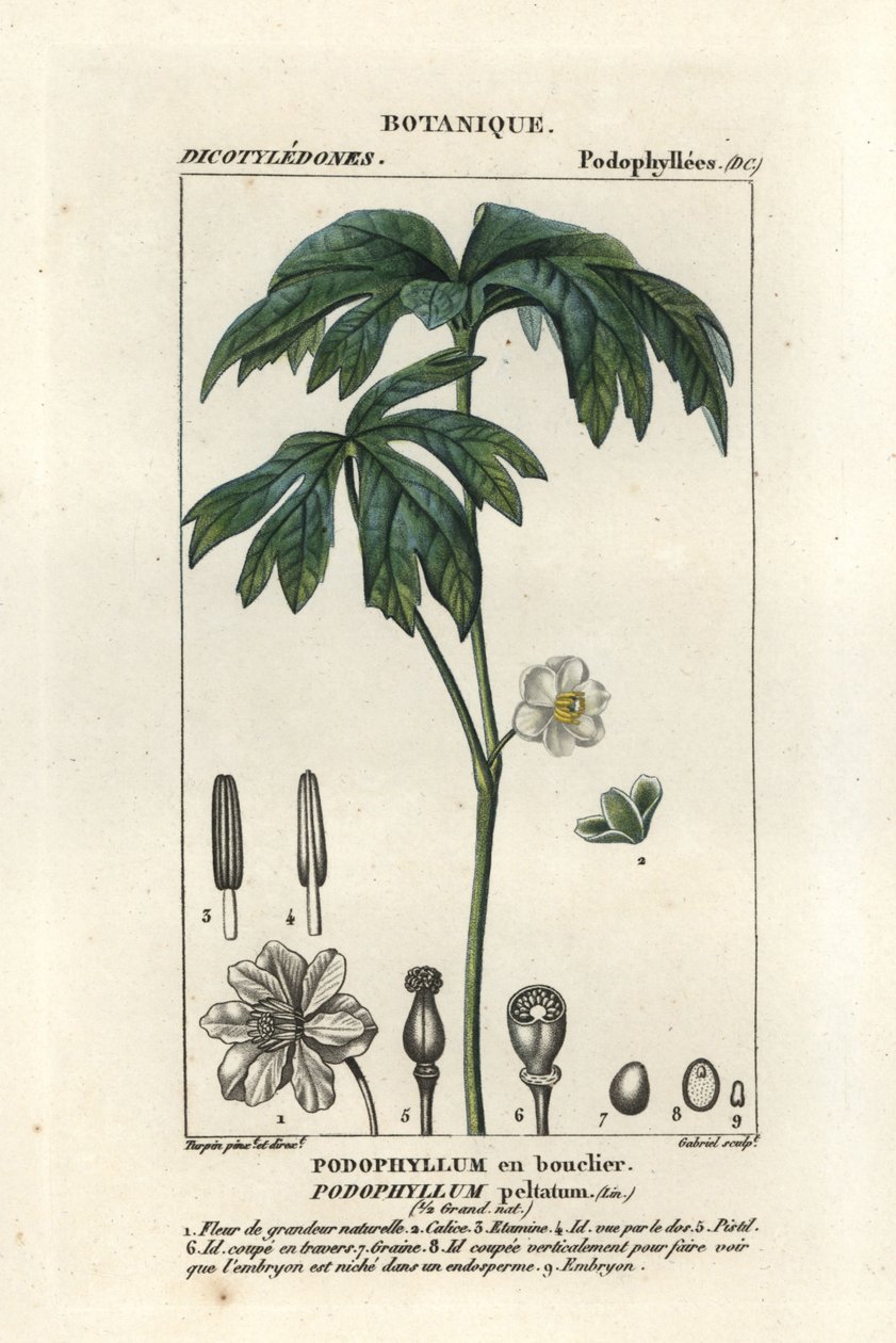 Mayapple, Podophyllum peltatum alkotó: Stanghi Stanghi