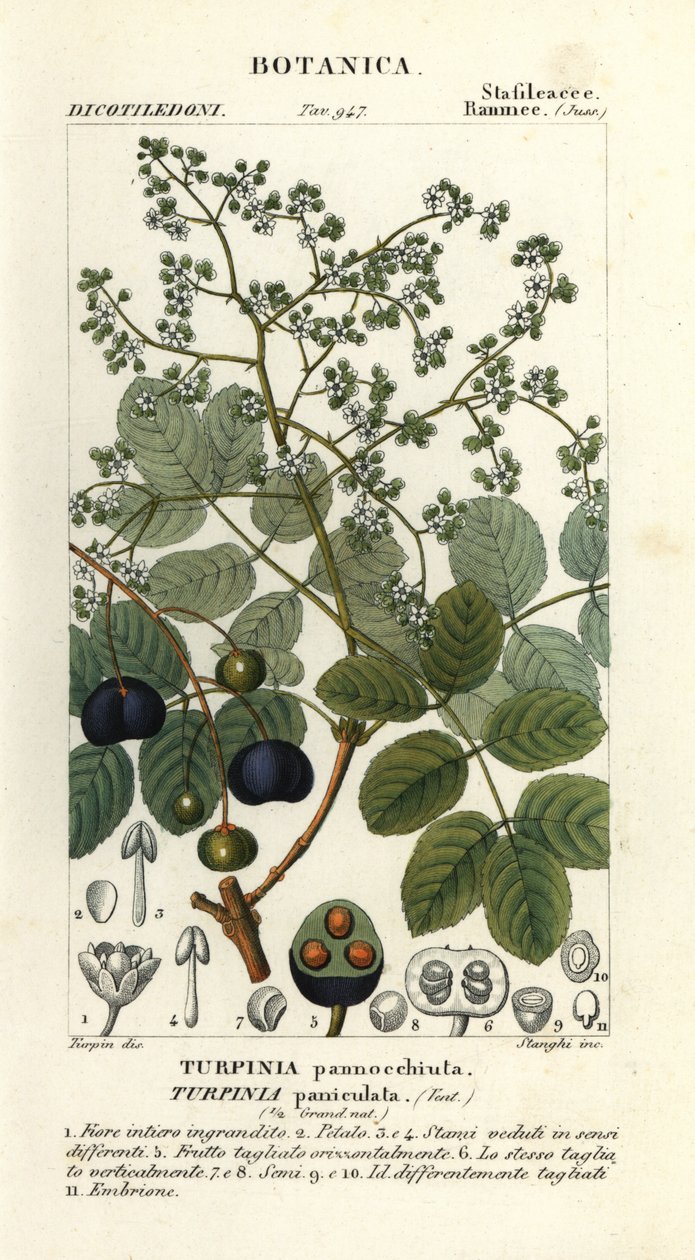 Muttonwood, Turpinia occidentalis alkotó: Stanghi Stanghi