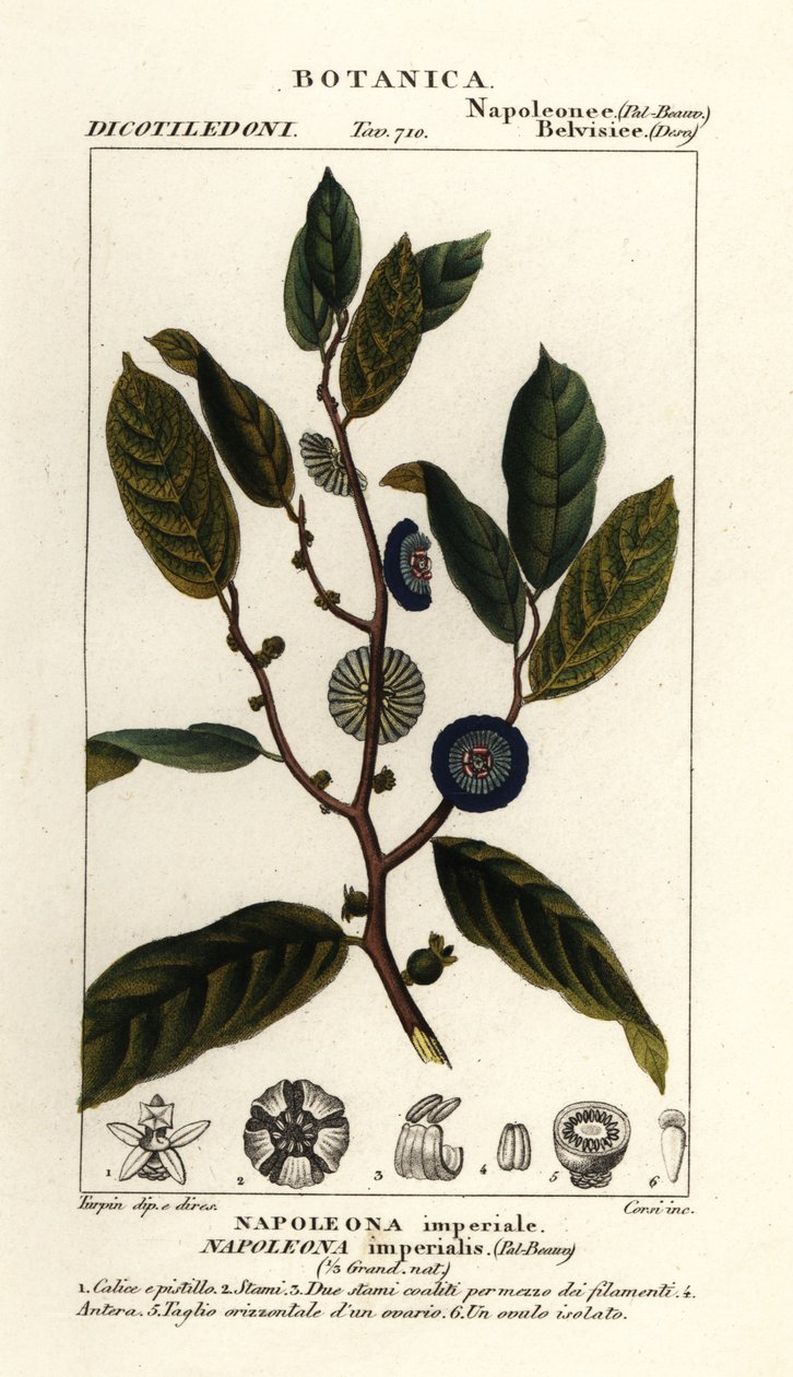 Napoleonaea imperialis alkotó: Stanghi Stanghi