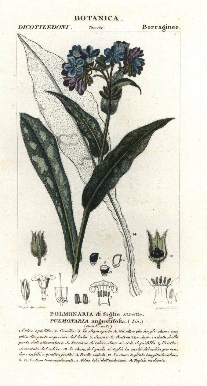 Keskenylevelű tüdőfű, Pulmonaria angustifolia alkotó: Stanghi Stanghi
