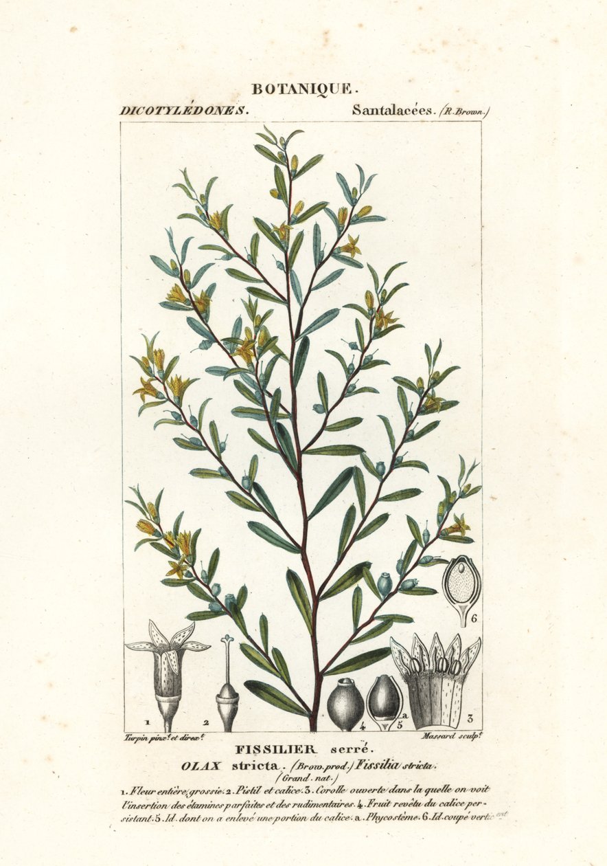 Olax stricta alkotó: Stanghi Stanghi