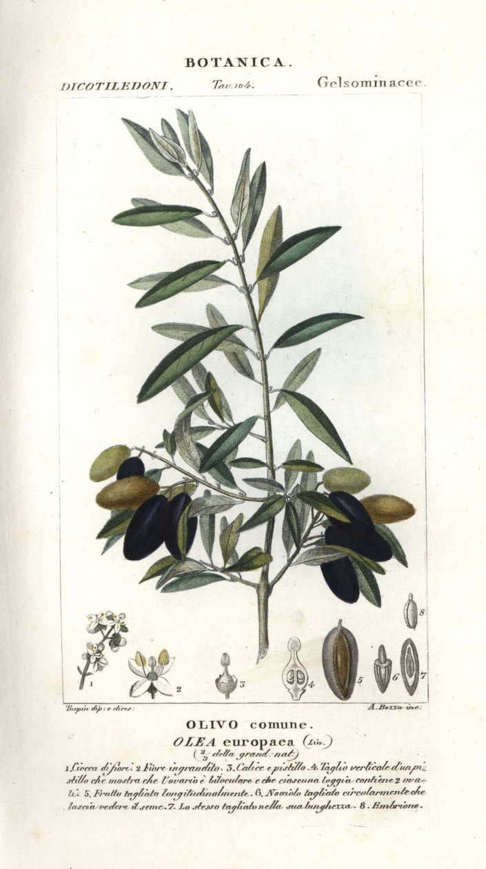 Olive tree, Olea europaea alkotó: Stanghi Stanghi