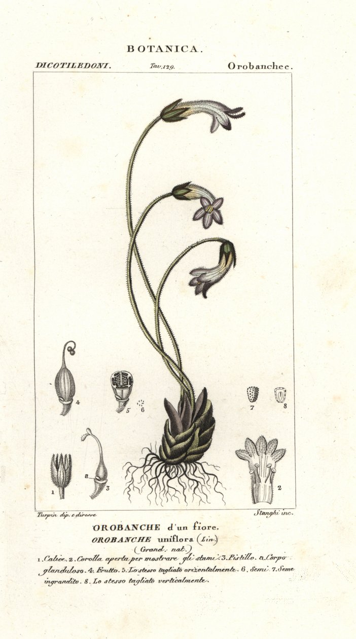 Egyvirágú seprűvirág, Orobanche uniflora alkotó: Stanghi Stanghi