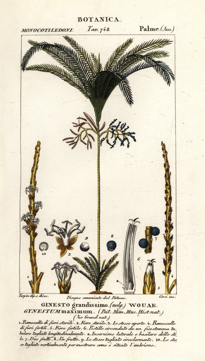 Pálmafa, Geonoma maxima alkotó: Stanghi Stanghi
