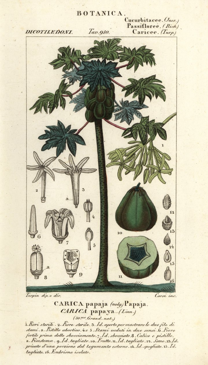 Papaya, papaya vagy mancsfa és gyümölcs, Carica papaya alkotó: Stanghi Stanghi