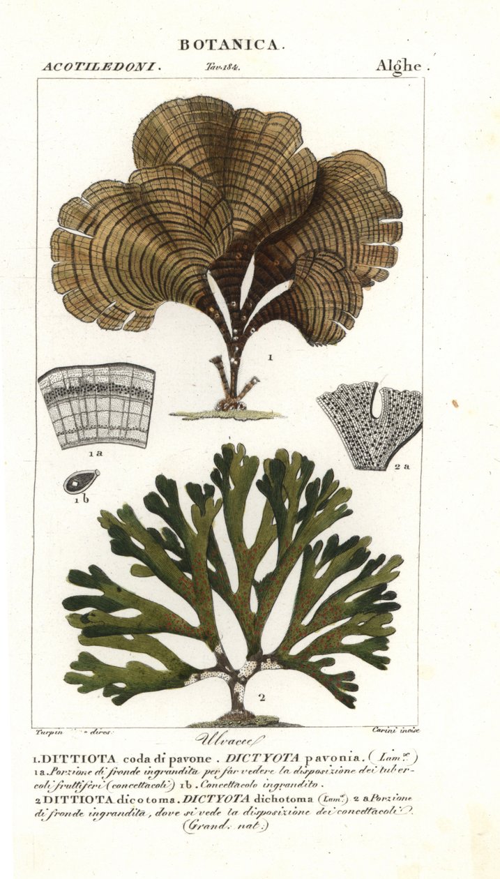 Pávafarok, Padina pavonica 1 és Dictyota dichotoma 2 alkotó: Stanghi Stanghi