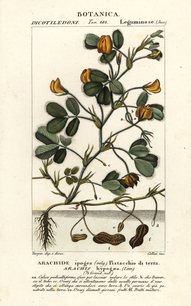 Földimogyoró vagy földimogyoró, Arachis hypogaea alkotó: Stanghi Stanghi