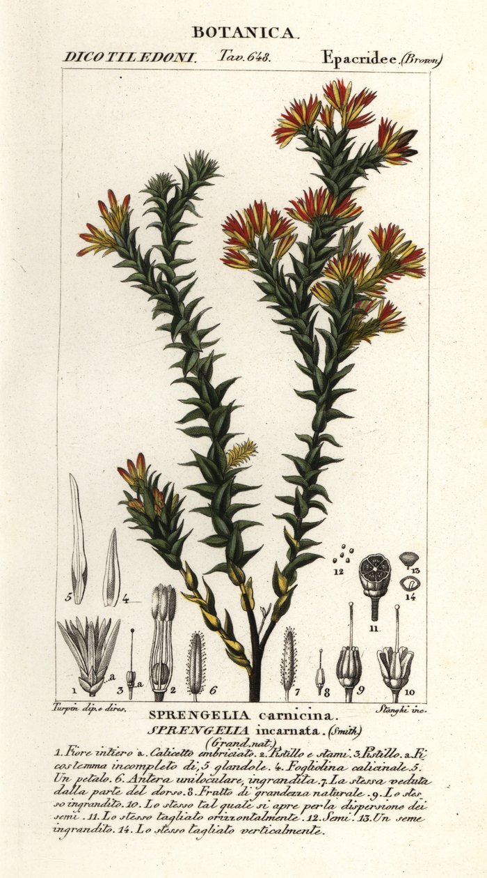 Rózsaszín mocsári jószág, Sprengelia incarnata alkotó: Stanghi Stanghi