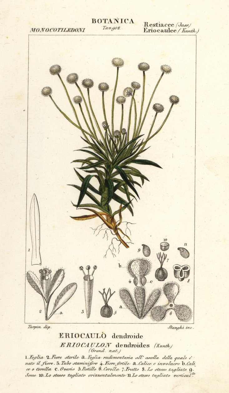 Pipewort, Paepalanthus dendroides alkotó: Stanghi Stanghi