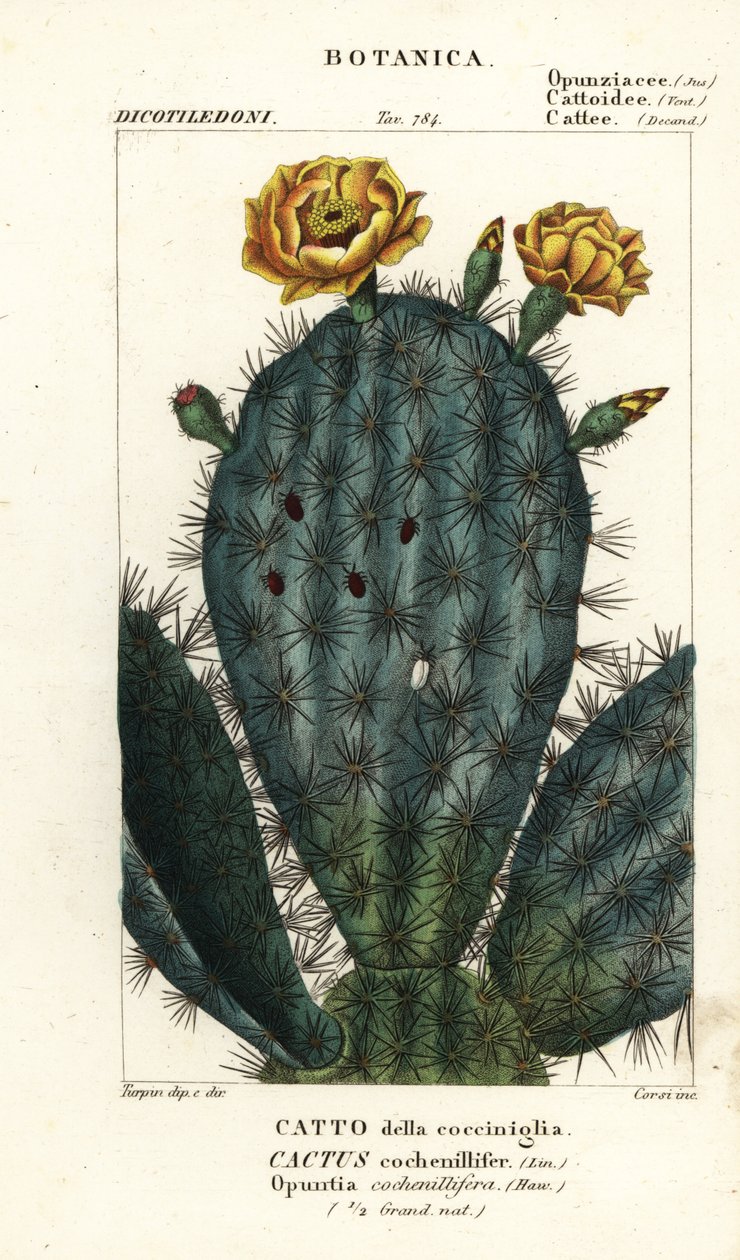Fügekaktusz, Nopalea cochenillifera alkotó: Stanghi Stanghi
