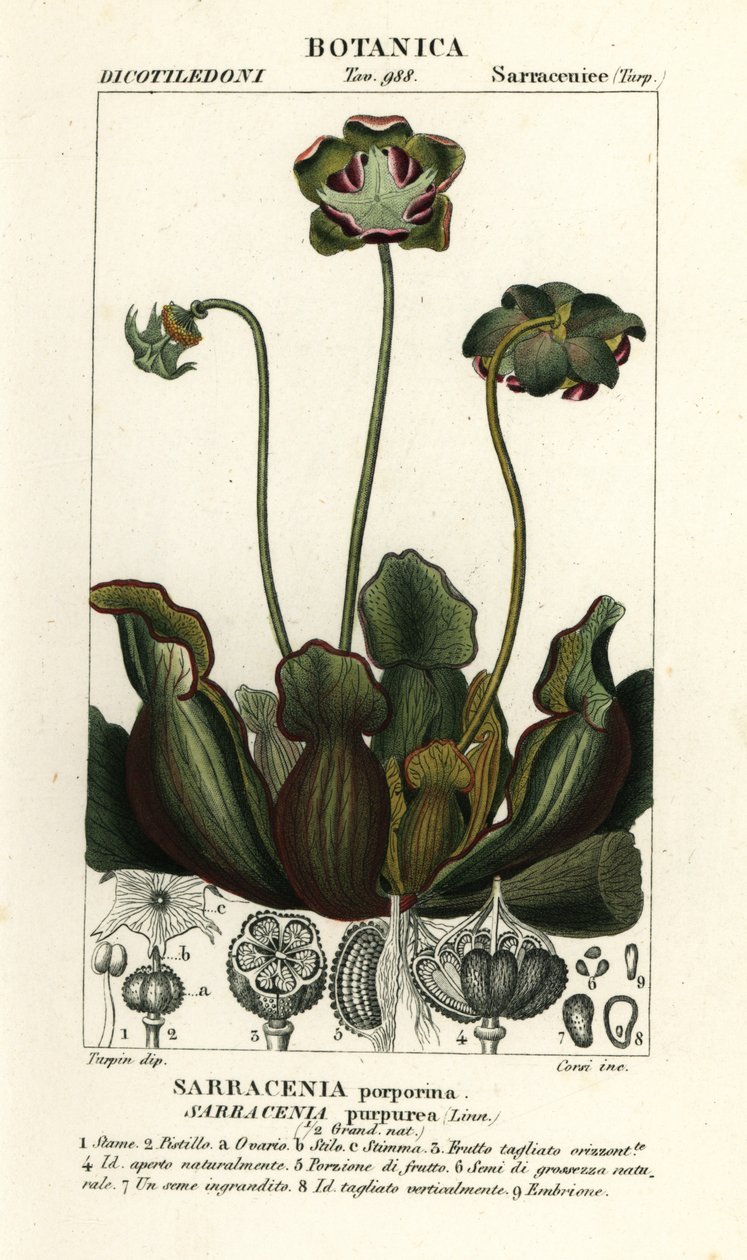 Lila kancsó növény, Sarracenia purpurea alkotó: Stanghi Stanghi