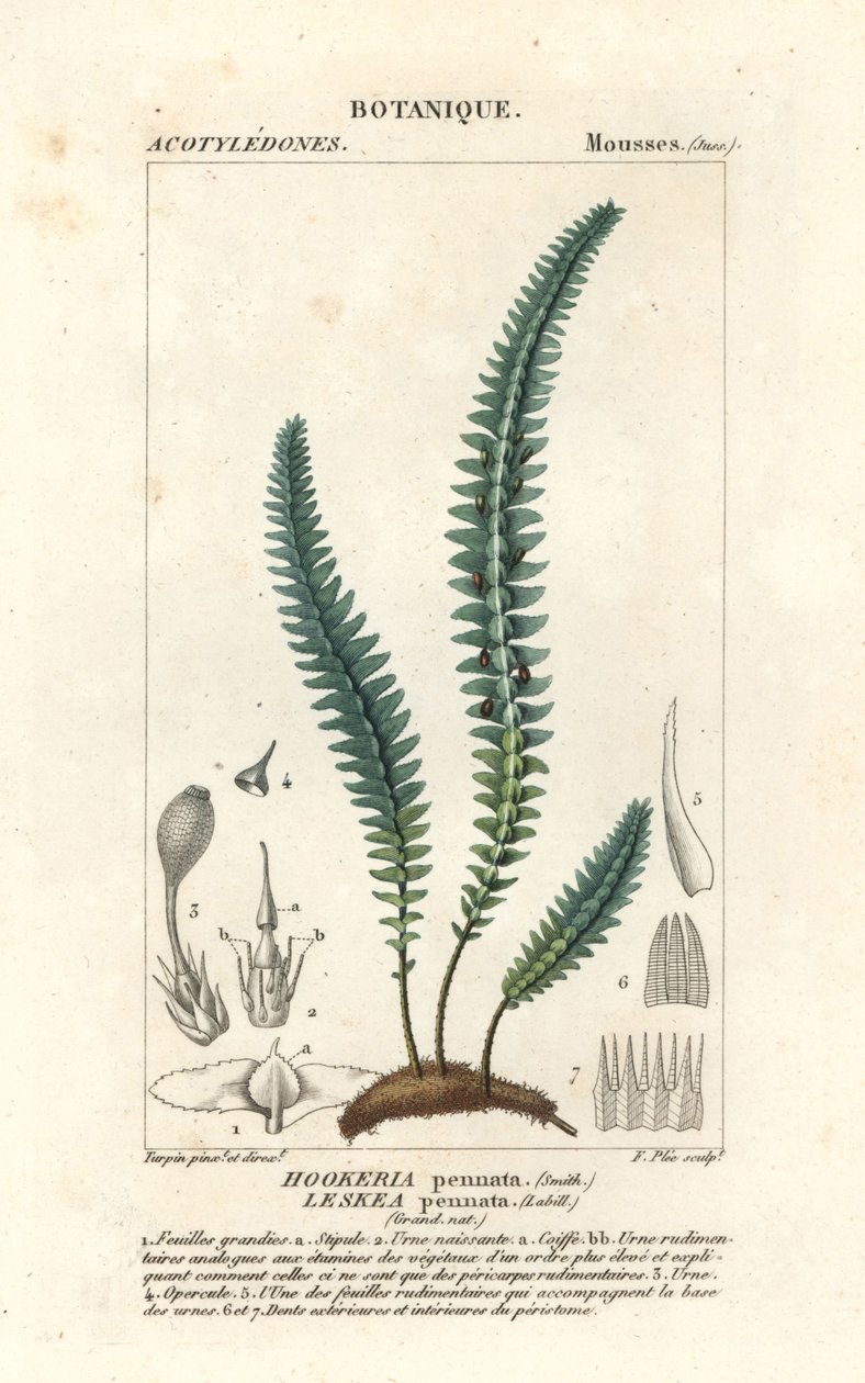 Tollmoha vagy álpáfránymoha, Cyathophorum bulbosum alkotó: Stanghi Stanghi
