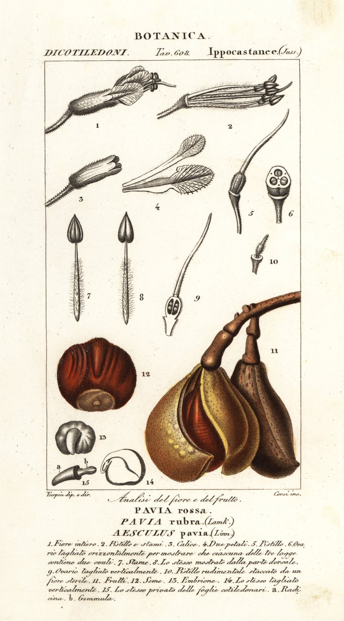 Piros baki, Aesculus pavia alkotó: Stanghi Stanghi