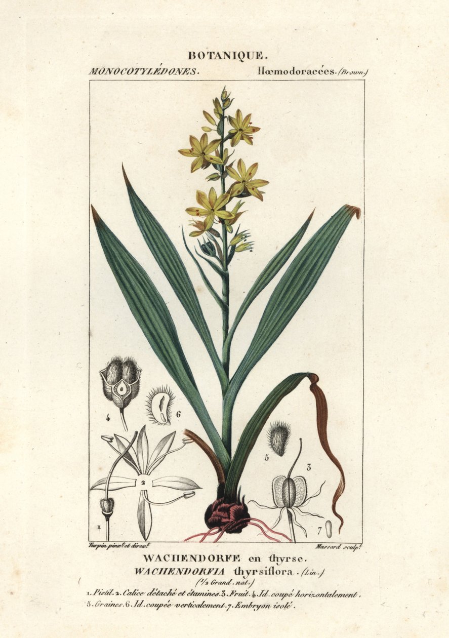 Vörös gyökér, Wachendorfia thyrsiflora alkotó: Stanghi Stanghi