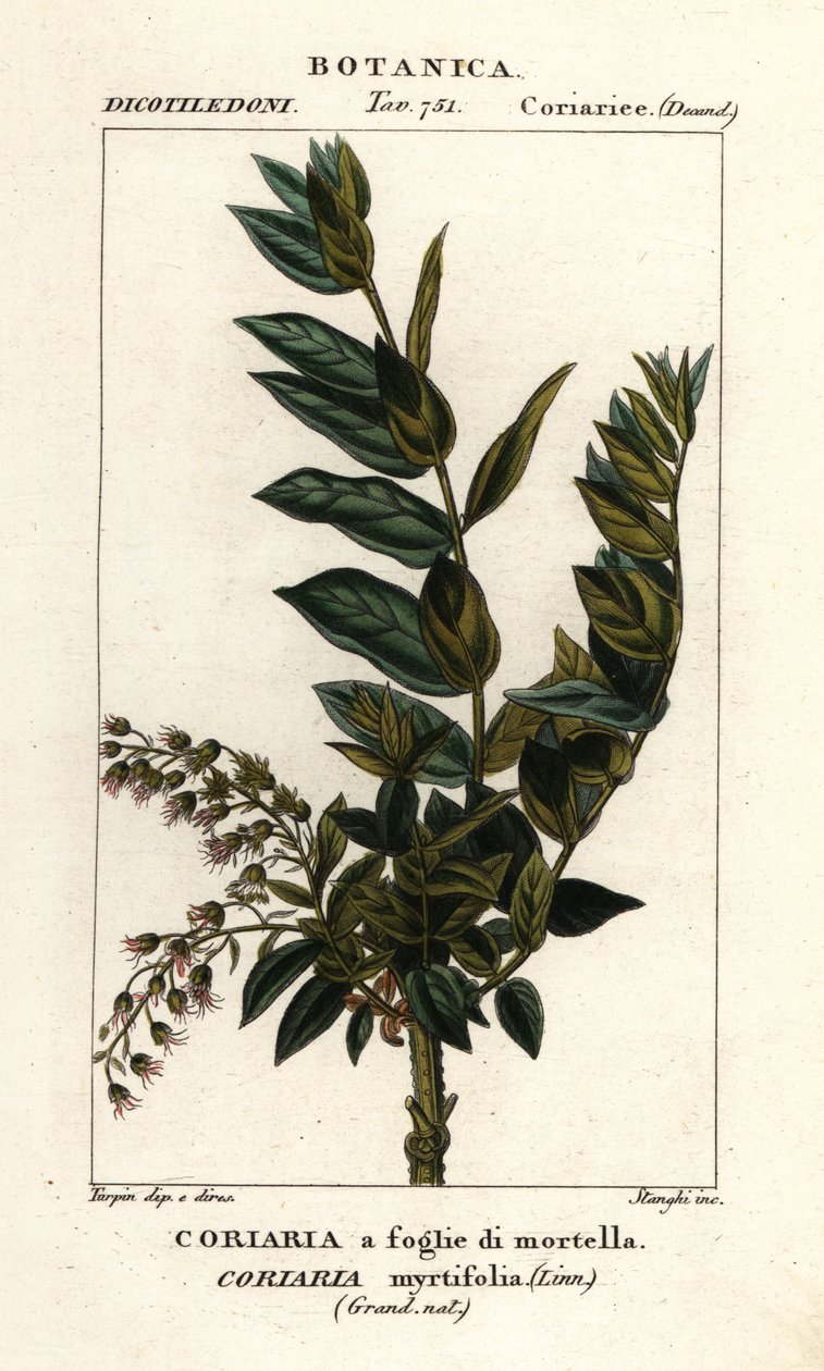 Redoul fa, Coriaria myrtifolia alkotó: Stanghi Stanghi