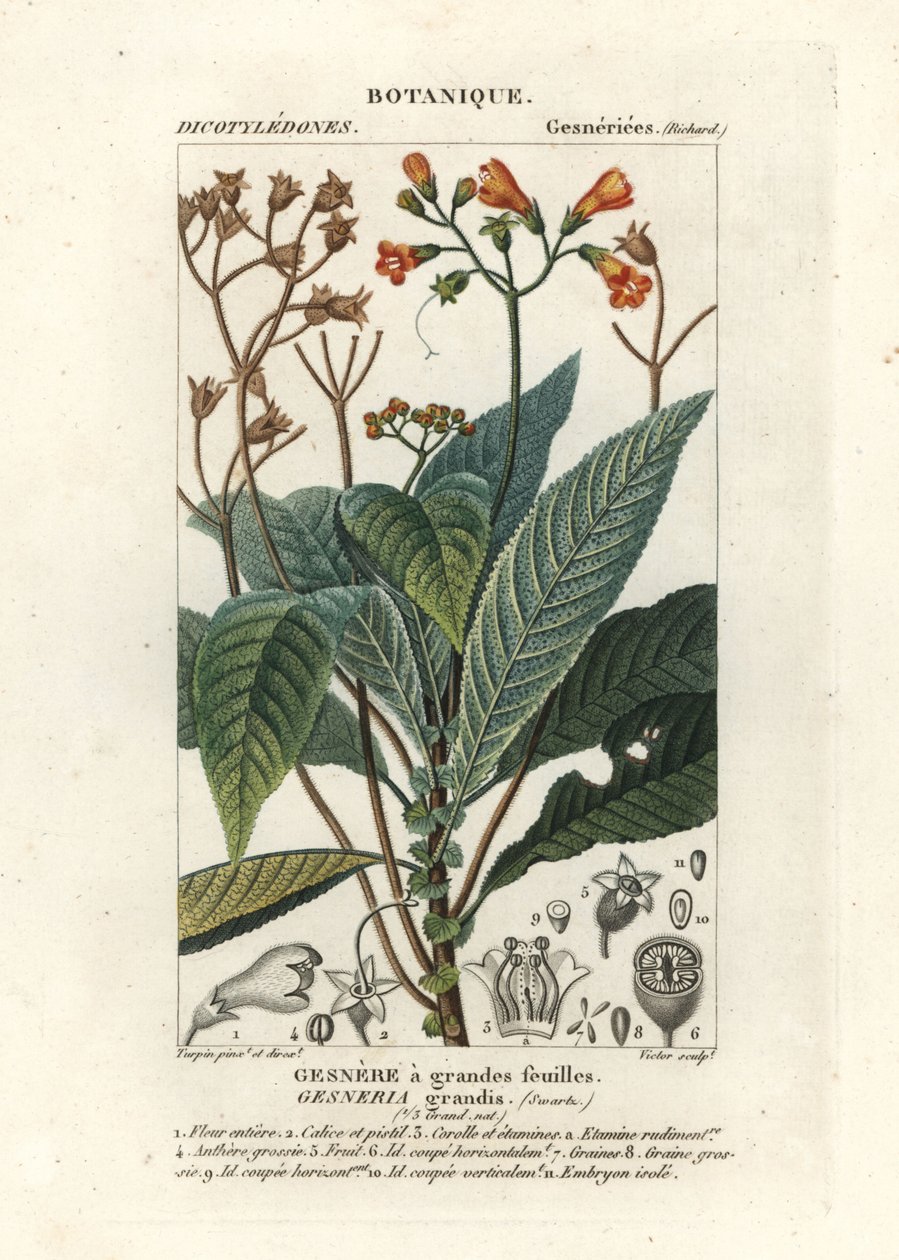 Rhytidophyllum grande alkotó: Stanghi Stanghi
