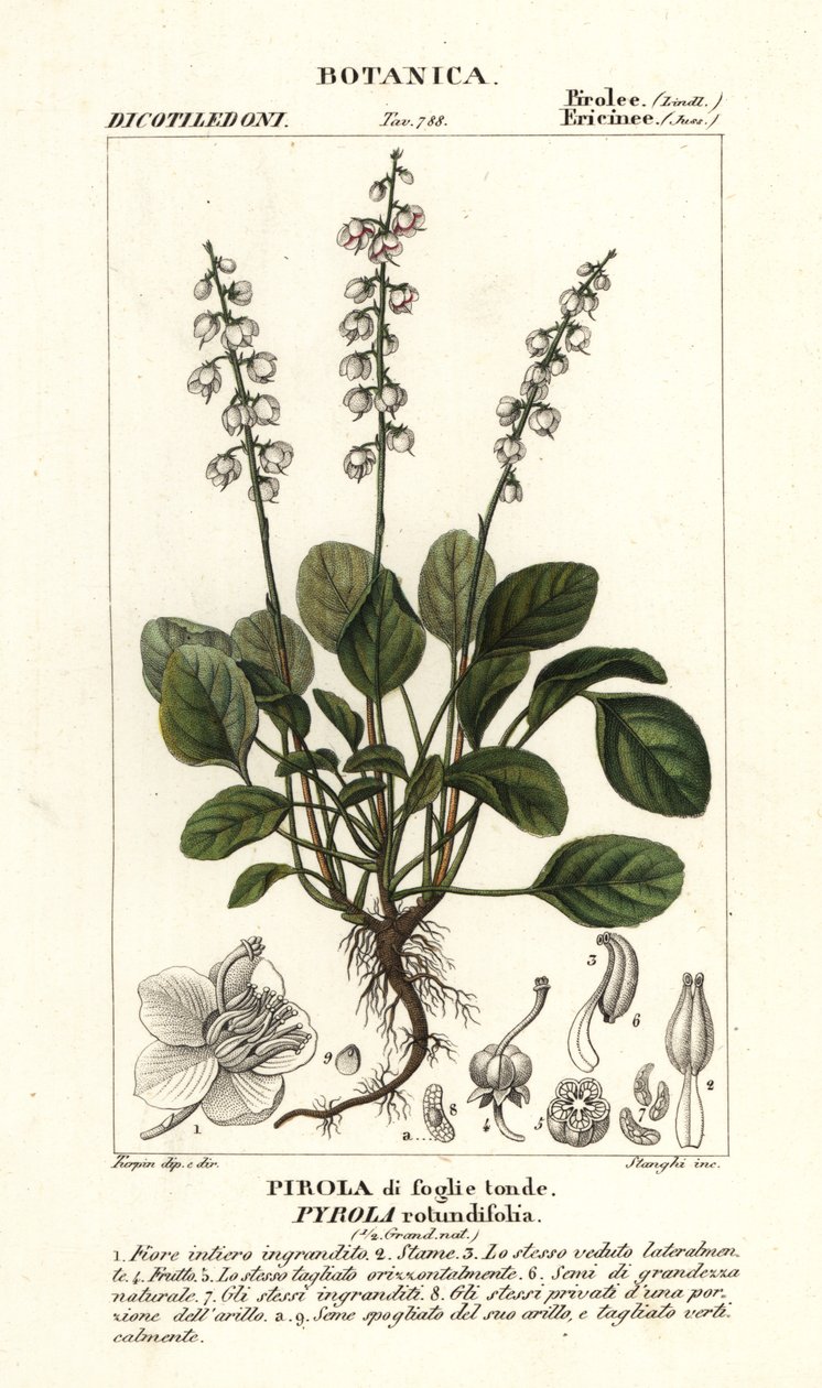Kerek levelű télzöld, Pyrola rotundifolia alkotó: Stanghi Stanghi
