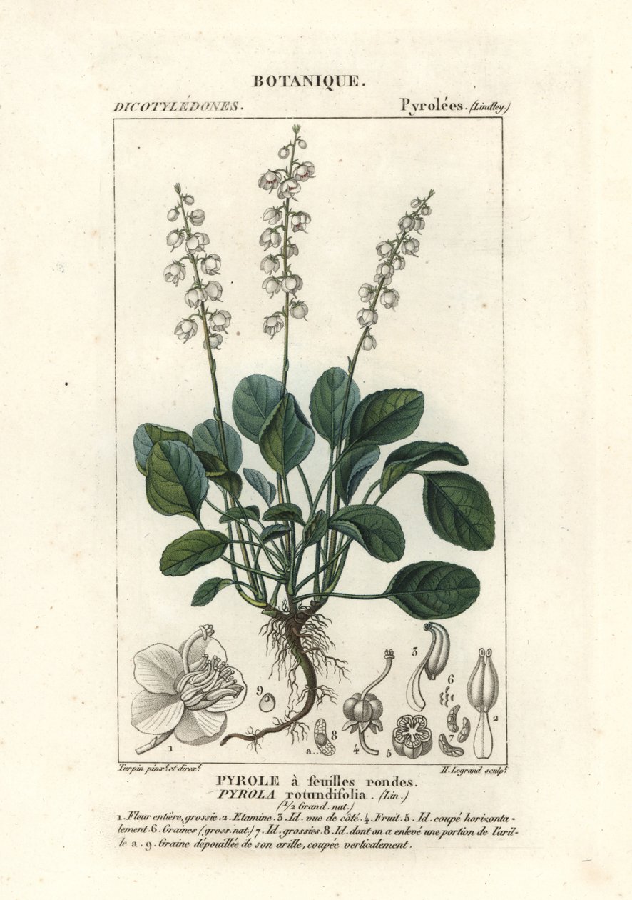 Kerek levelű télzöld, Pyrola rotundifolia alkotó: Stanghi Stanghi
