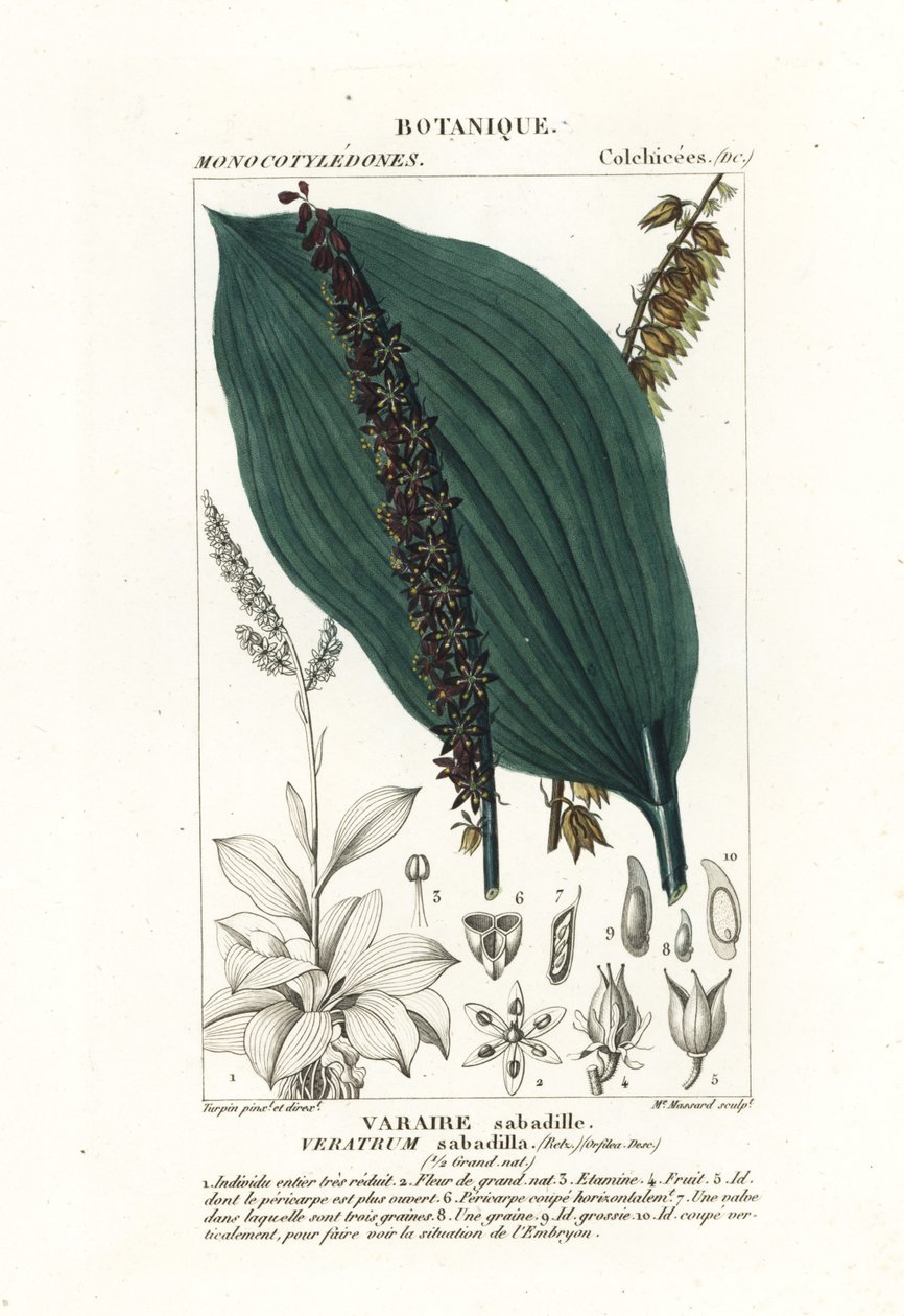 Sabadilla, Schoenocaulon officinale alkotó: Stanghi Stanghi