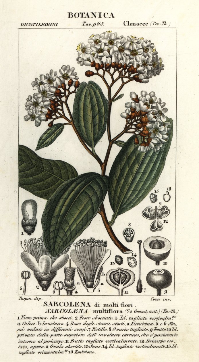 Sarcolaena multiflora alkotó: Stanghi Stanghi