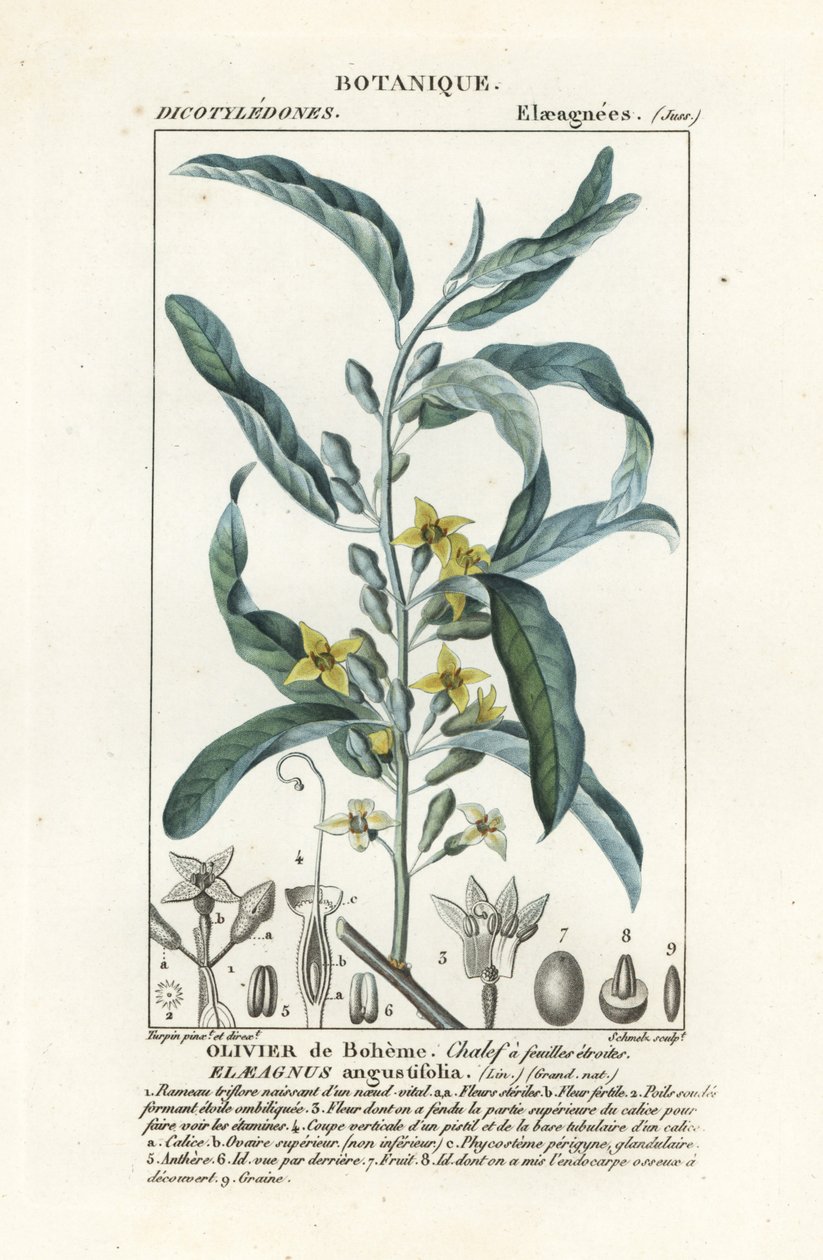 Ezüstbogyó vagy oleaster, Elaeagnus angustifolia alkotó: Stanghi Stanghi