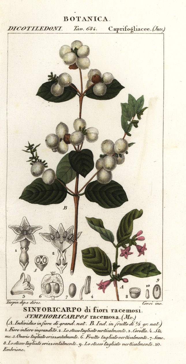 Sanouberi, Cymphoria rasamosa alkotó: Stanghi Stanghi