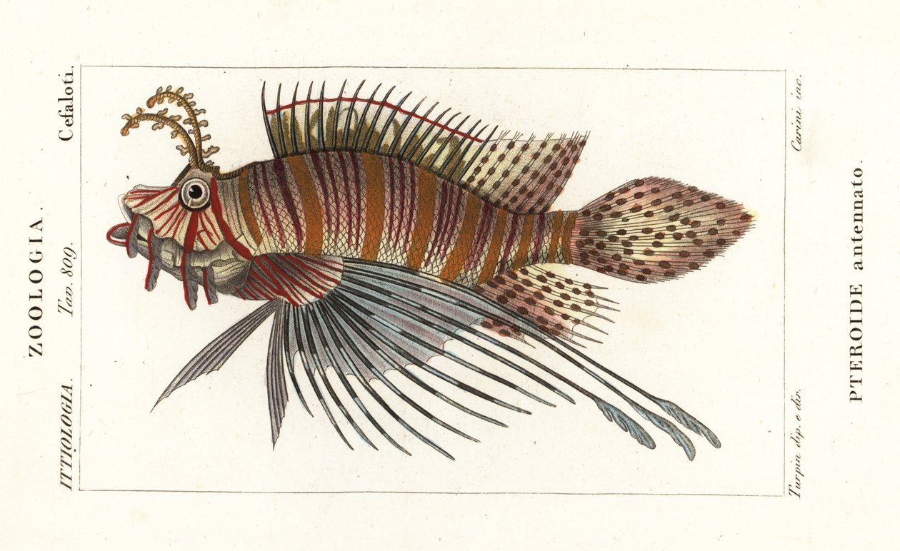 Spotfin lionfish, Pterois antennata alkotó: Stanghi Stanghi