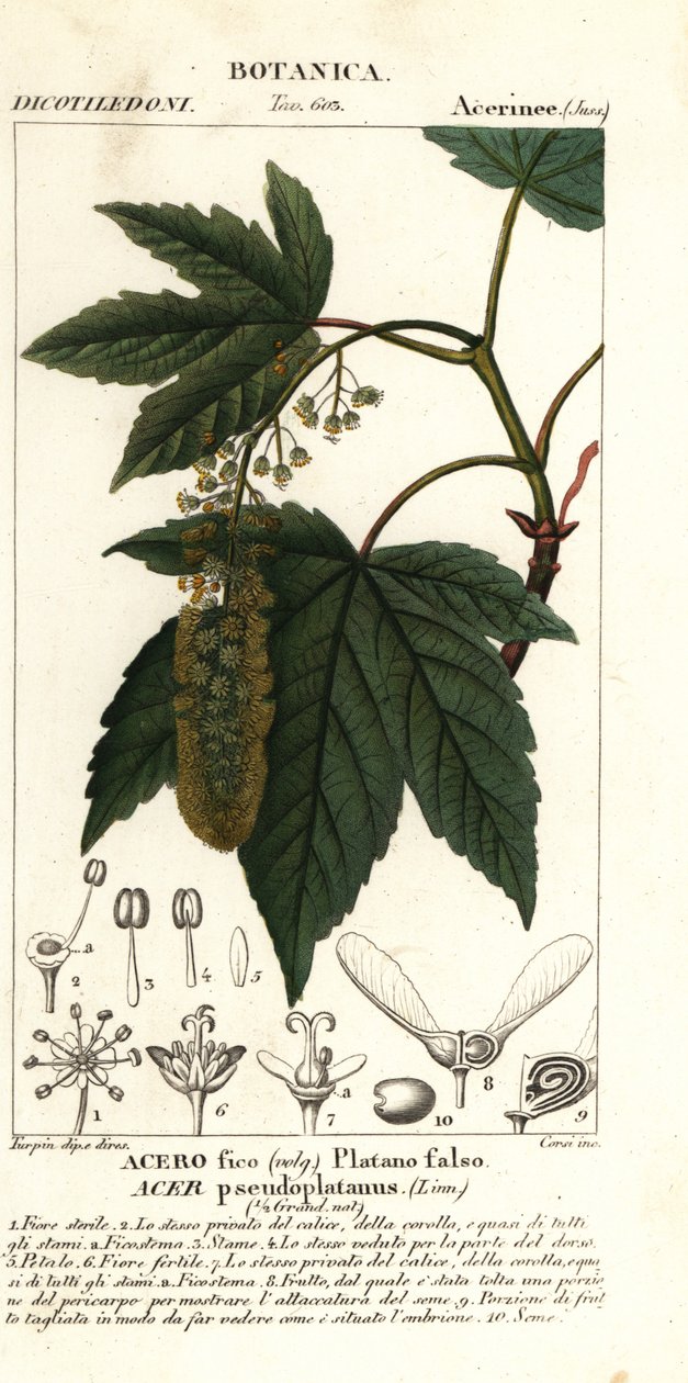 Sycamore juhar vagy planetree juhar, Acer pseudoplatanus alkotó: Stanghi Stanghi