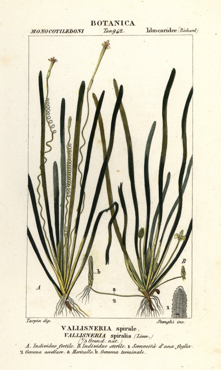 Szalagfű vagy angolnafű, Vallisneria spiralis alkotó: Stanghi Stanghi