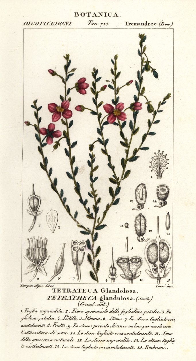 Tetratheca glandulosa alkotó: Stanghi Stanghi