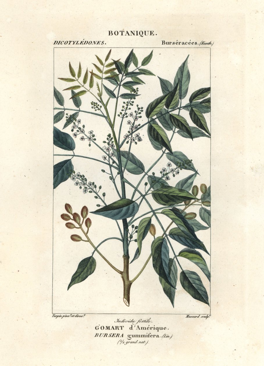 Terpentin fa, Bursera simaruba alkotó: Stanghi Stanghi