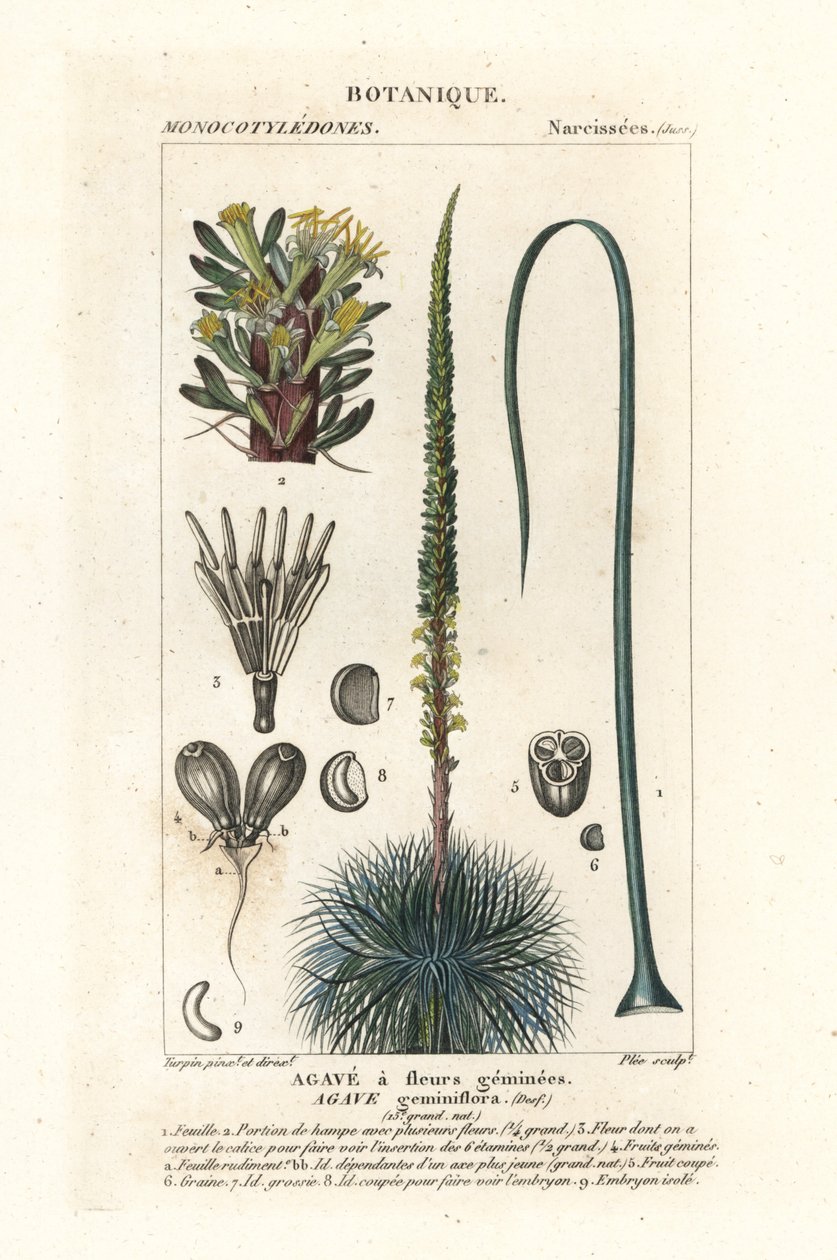 Ikervirágú agavé, Agave geminiflora alkotó: Stanghi Stanghi