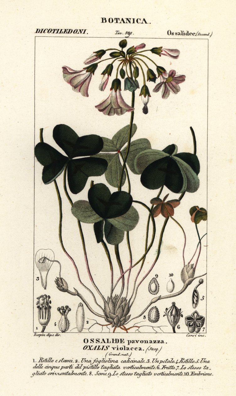 Ibolya fa-sóska, Oxalis violacea alkotó: Stanghi Stanghi