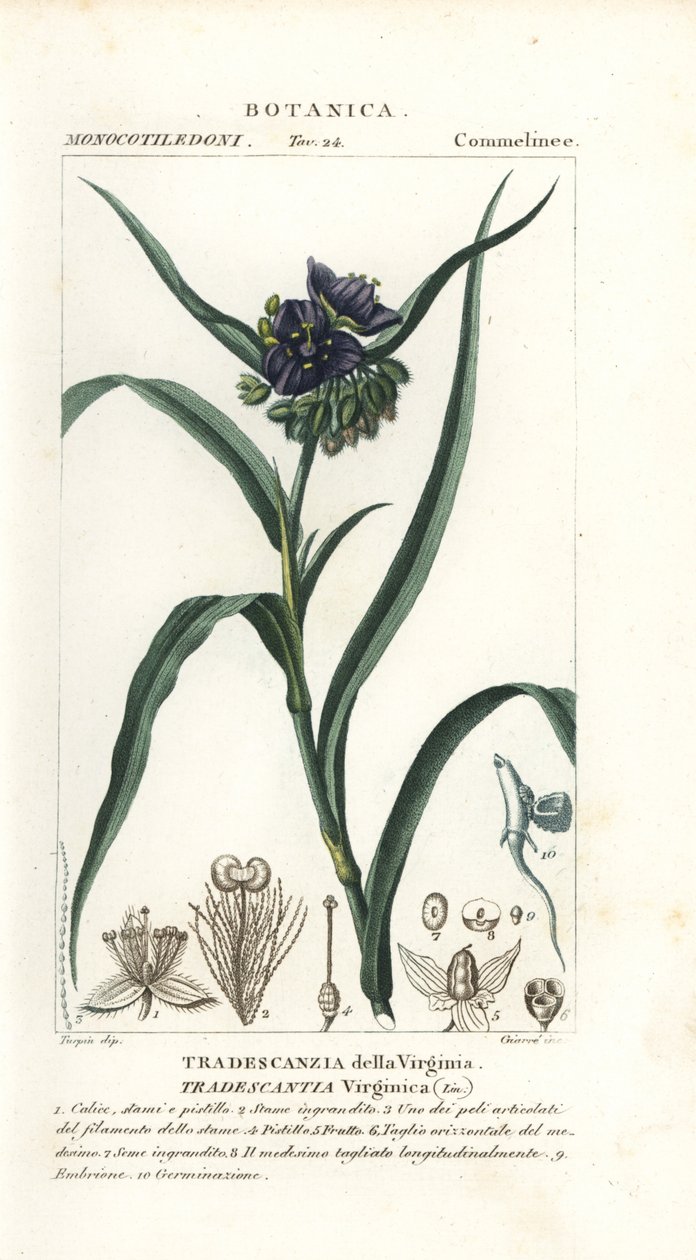 Virginia pókfű, Tradescantia virginiana alkotó: Stanghi Stanghi