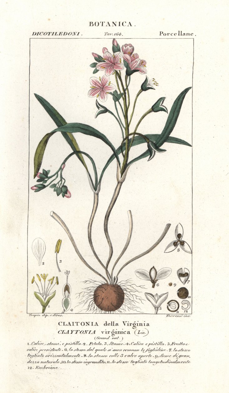 Virginia springbeauty, Claytonia virginica alkotó: Stanghi Stanghi